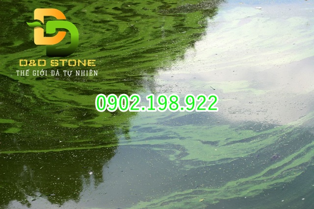 ao-co-nhieu-rong-reu