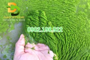 ao-co-nhieu-rong-reu