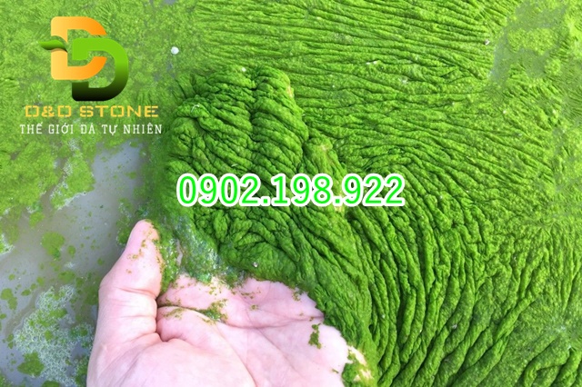 ao-co-nhieu-rong-reu