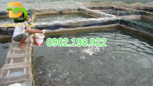 dolomite-co-lam-ca-bi-soc-ph-khong-giai-thich-de-ba-con-yen-tam