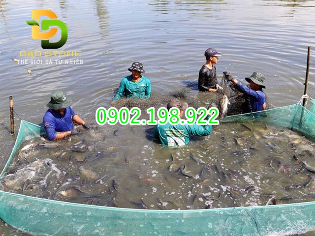 bot-dolomite-trong-nuoi-tom-the-ca-ro-oc-huong