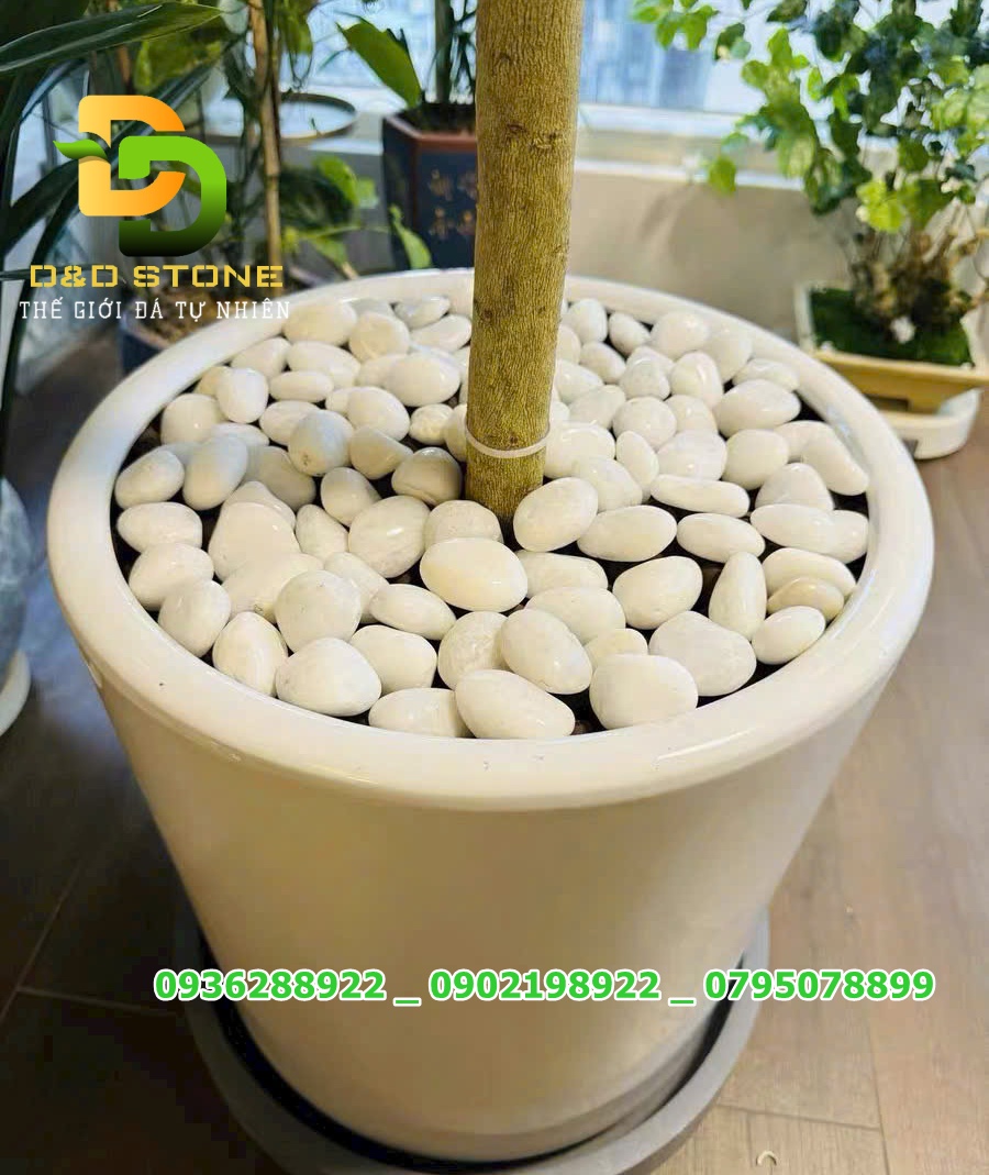 SỎI TRẮNG NHẬP KHẨU - Ảnh 4