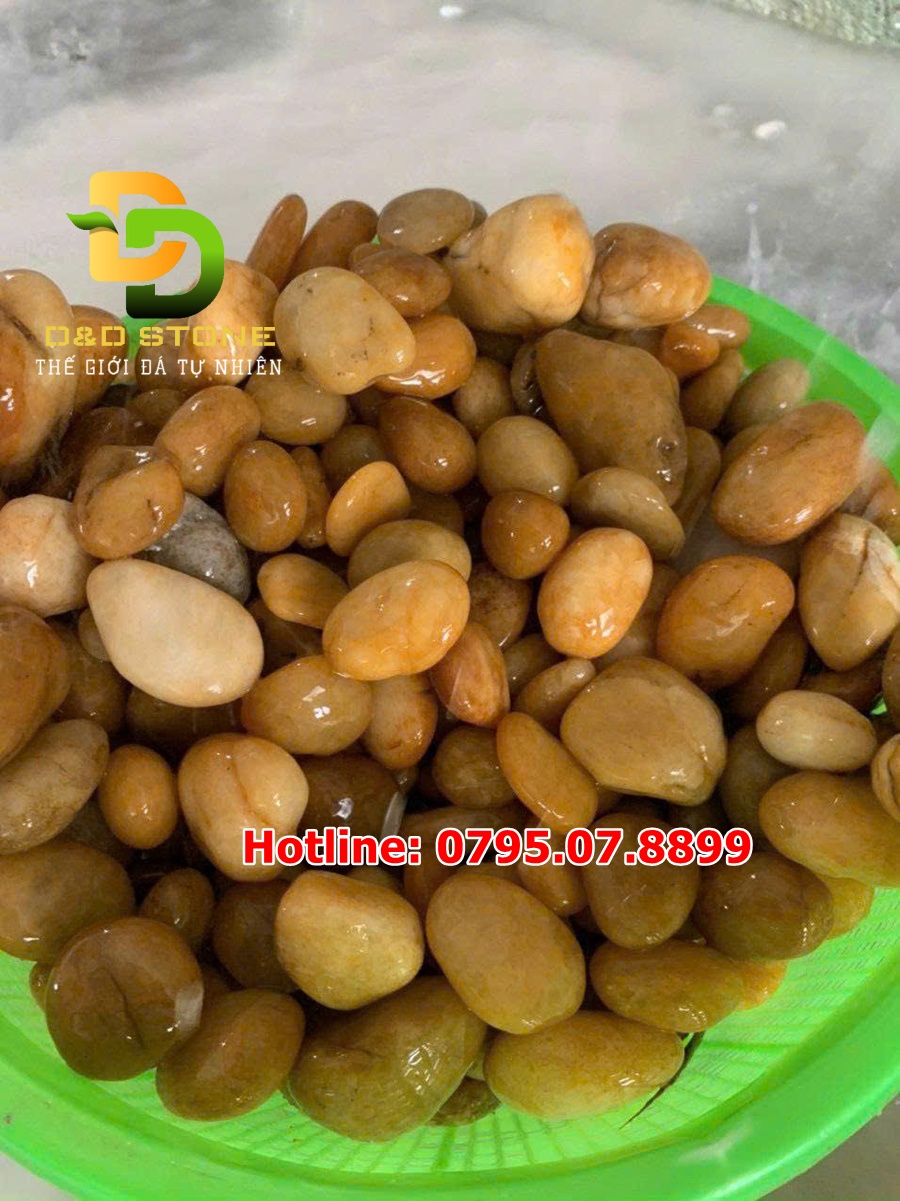 soi-vang-dai-san-vuon