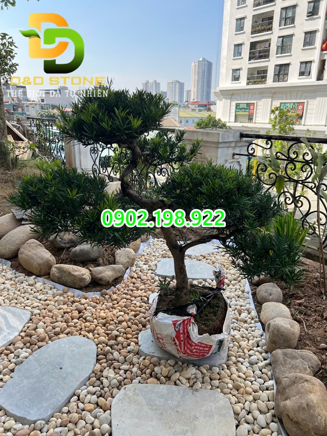 lam-san-vuon-bang-soi-vang-soi-trang-da-cuoi-va-da-buoc-dao