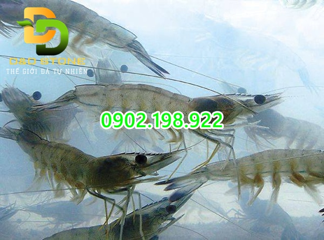 tom-lot-xac-cham-sau-nhung-con-mua-keo-dai-nguyen-nhan