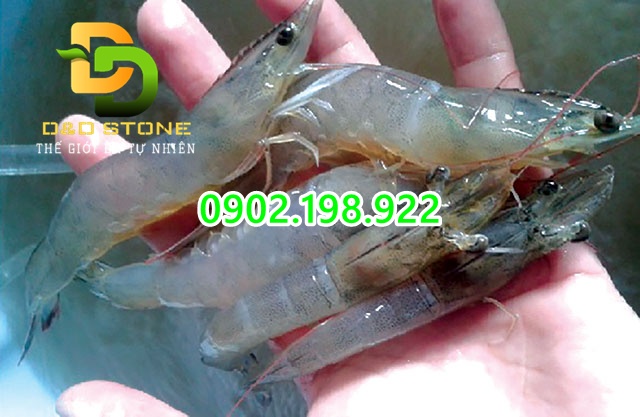 tom-lot-xac-cham-sau-nhung-con-mua-keo-dai-nguyen-nhan